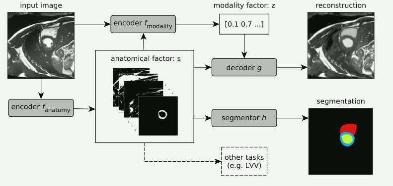 【论文阅读笔记】4篇Disentangled representation learning用于图像分割的论文,image-20240117100202820,第4张